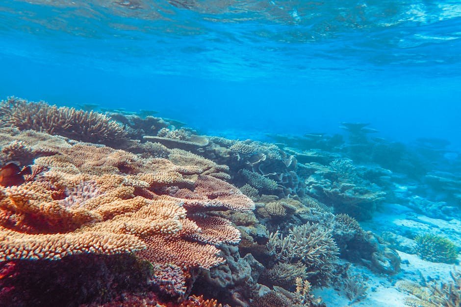 Yabiji Coral Reef — Japan