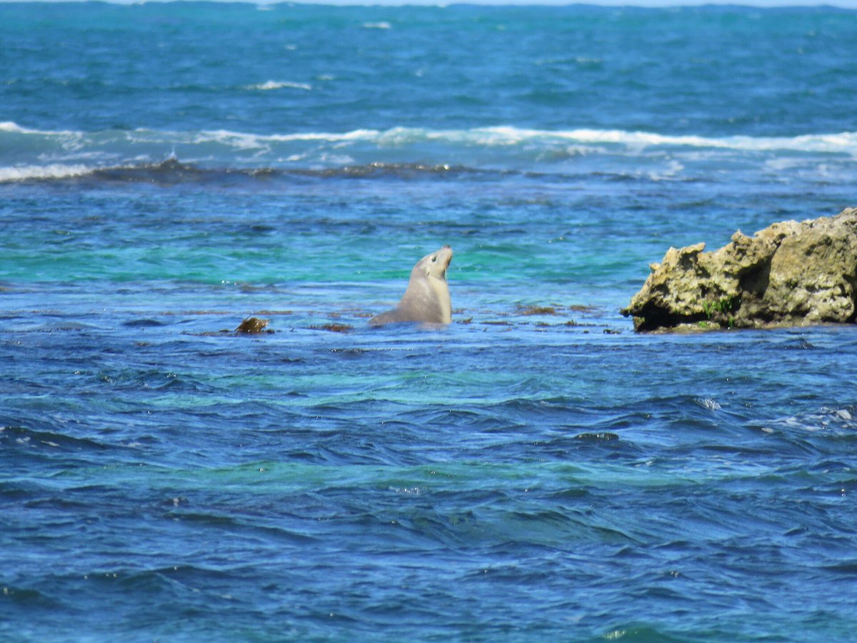 Australian Sea Lion Breeding Colony (Dangerous Reef) — Seal Bay Conservation Park, Kangaroo Island
