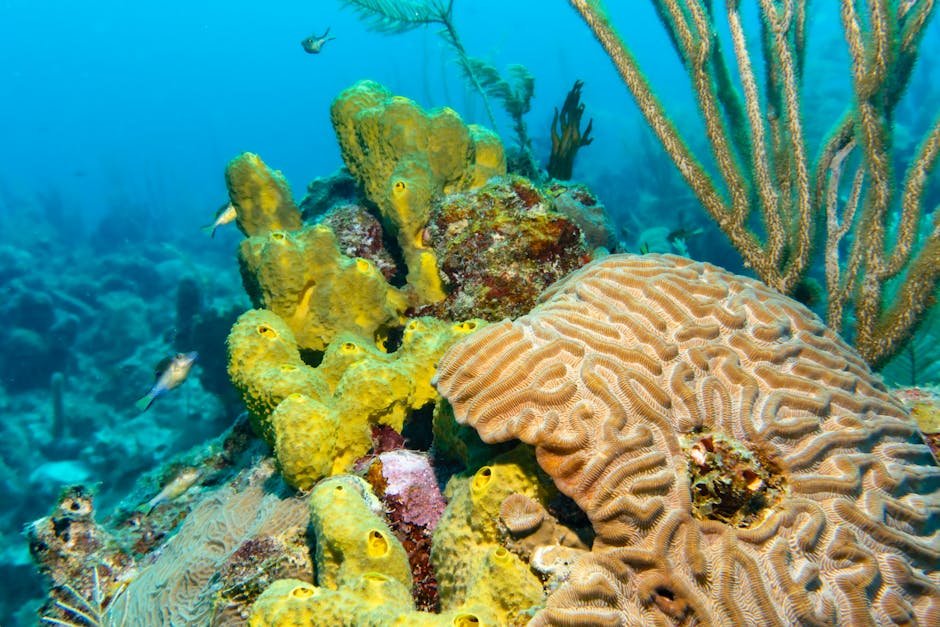 Newfound Harbor Key Coral Reef — United States