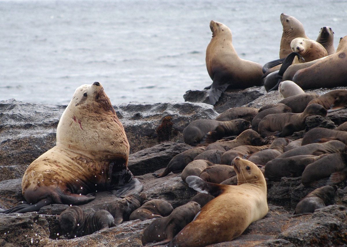 Sea Lion Rookery — Pribilof Islands Alaska USA