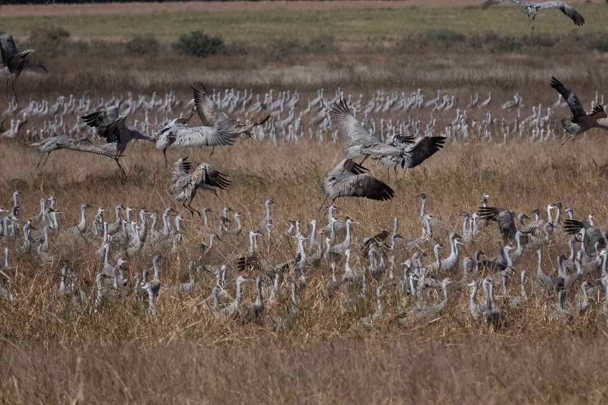 Whitewater Draw Sandhill Cranes