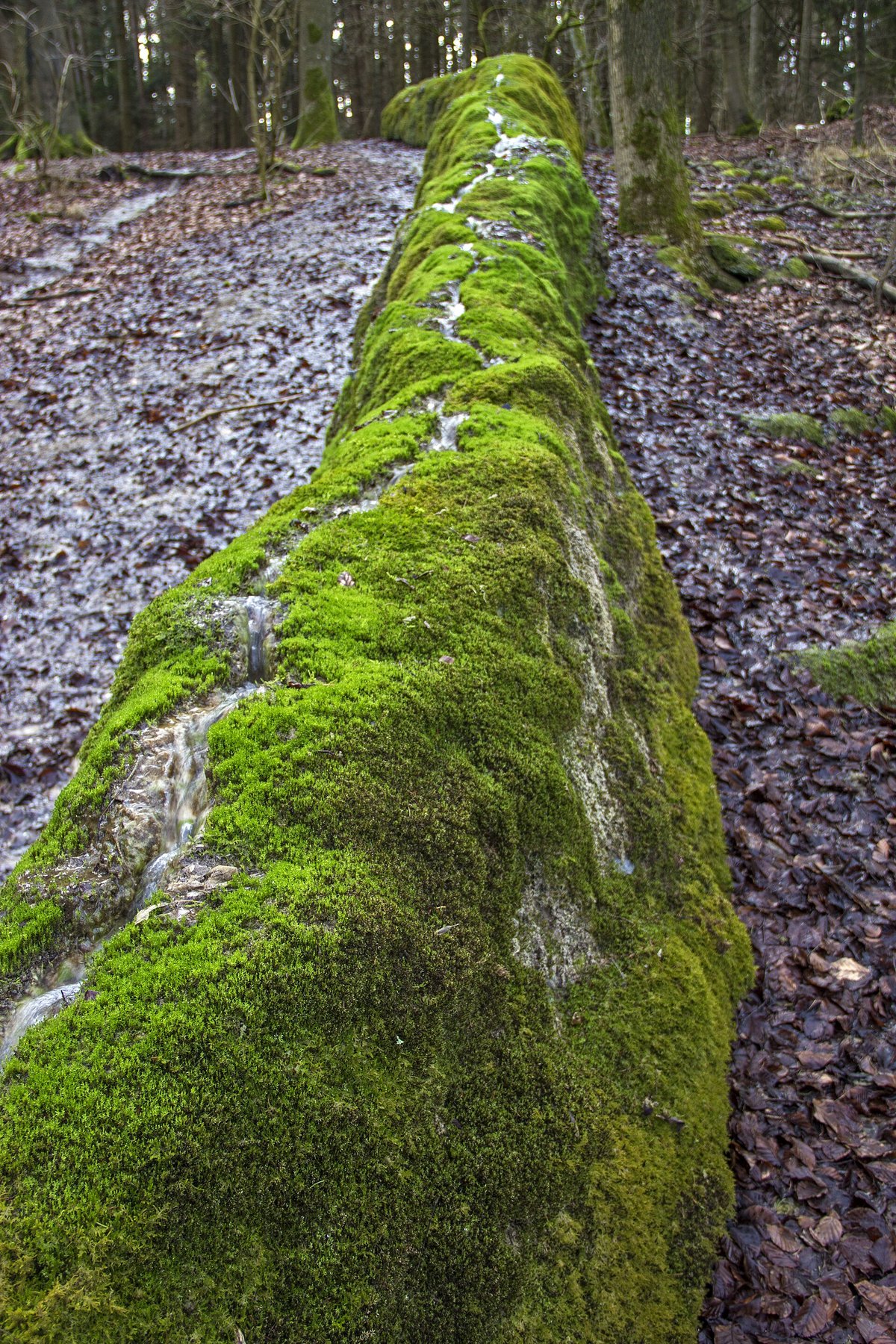 Steinerne Rinne (Erasbach)