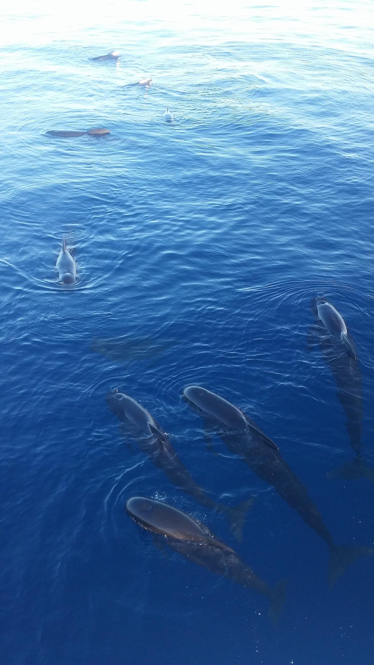 Pilot whales — south Tenerife / La Gomera channel
