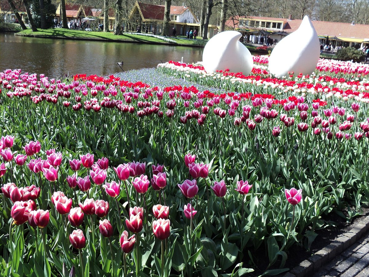 Keukenhof Tulip Fields — Lisse Netherlands