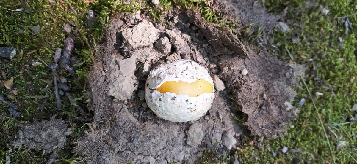 Caesar's Mushroom Season — Mediterranean Italy