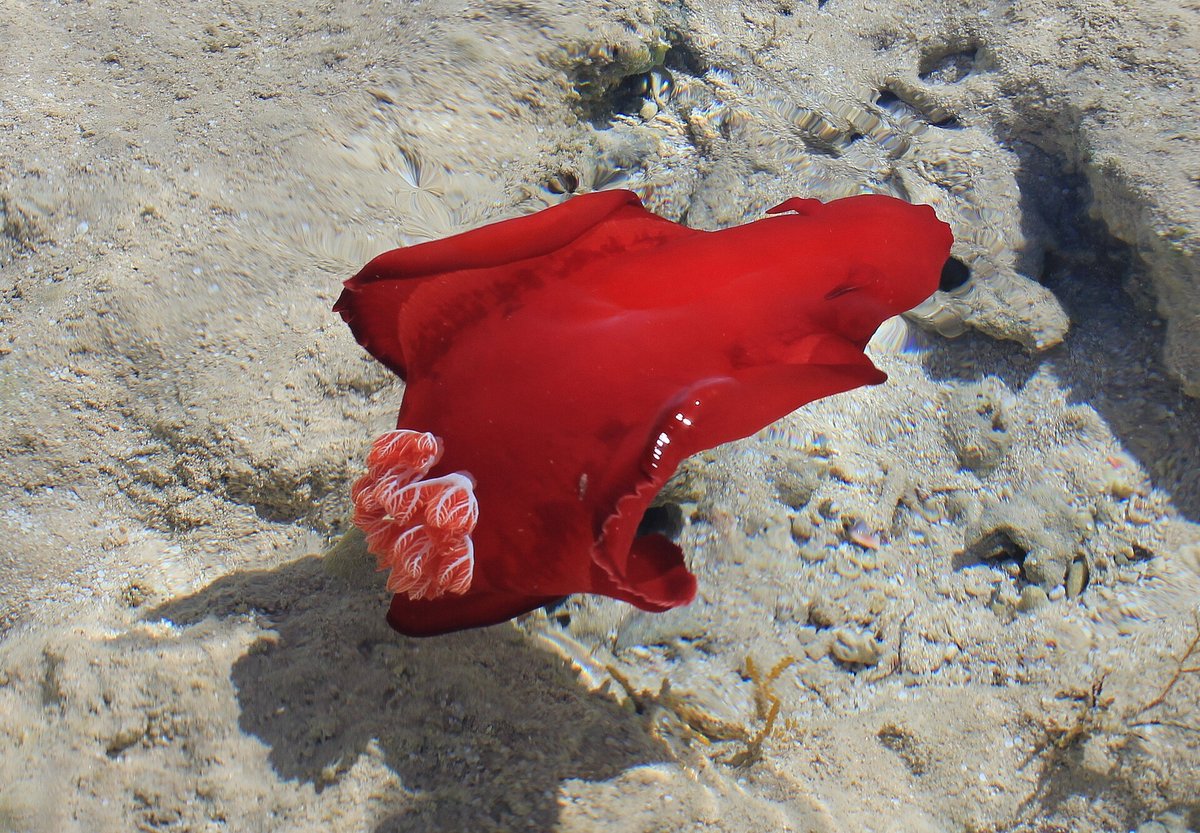 Spanish Dancer Nudibranch Night Dive — Red Sea Egypt