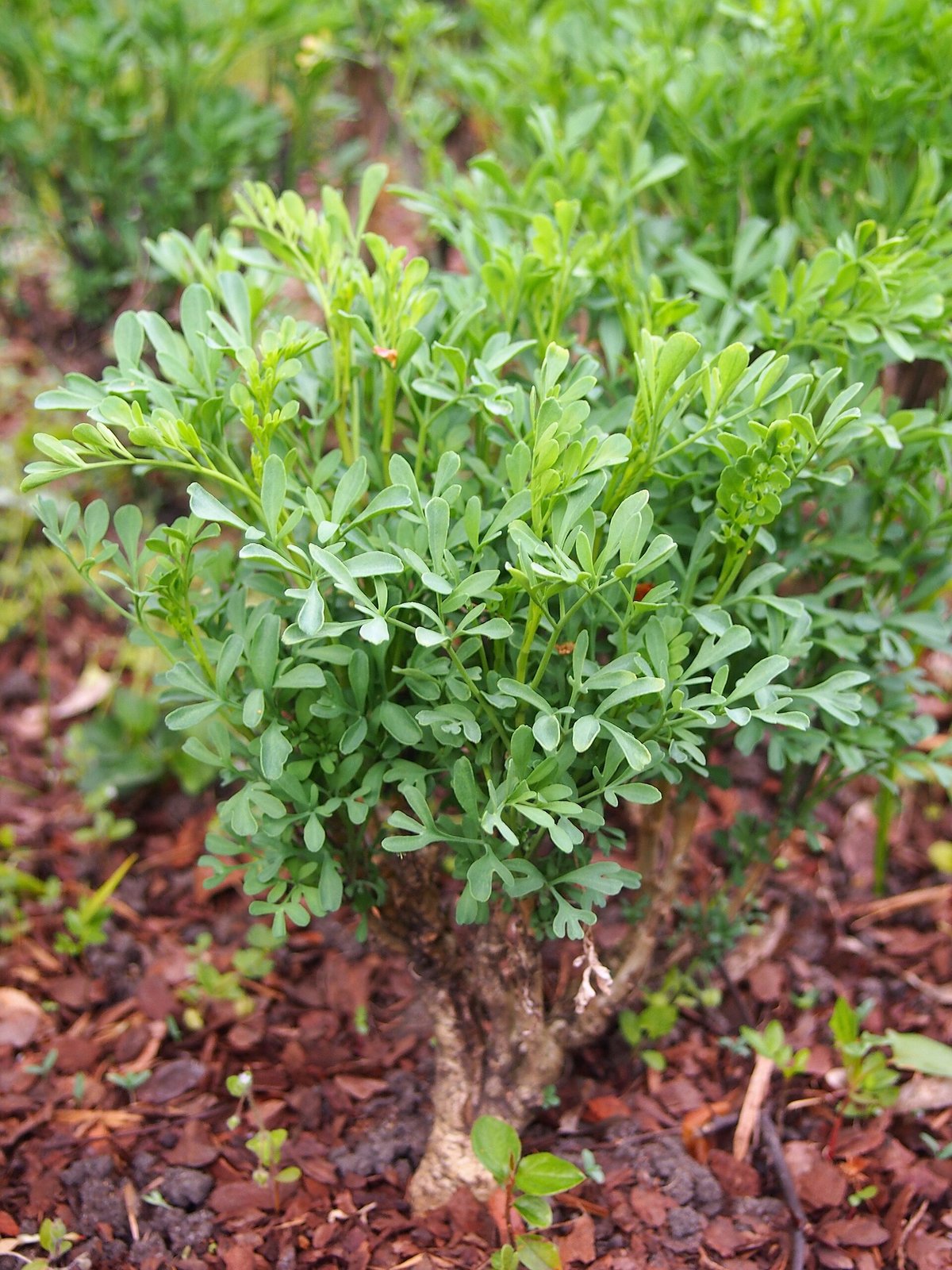 Medicinal Herb Meadow — Provence Plateau