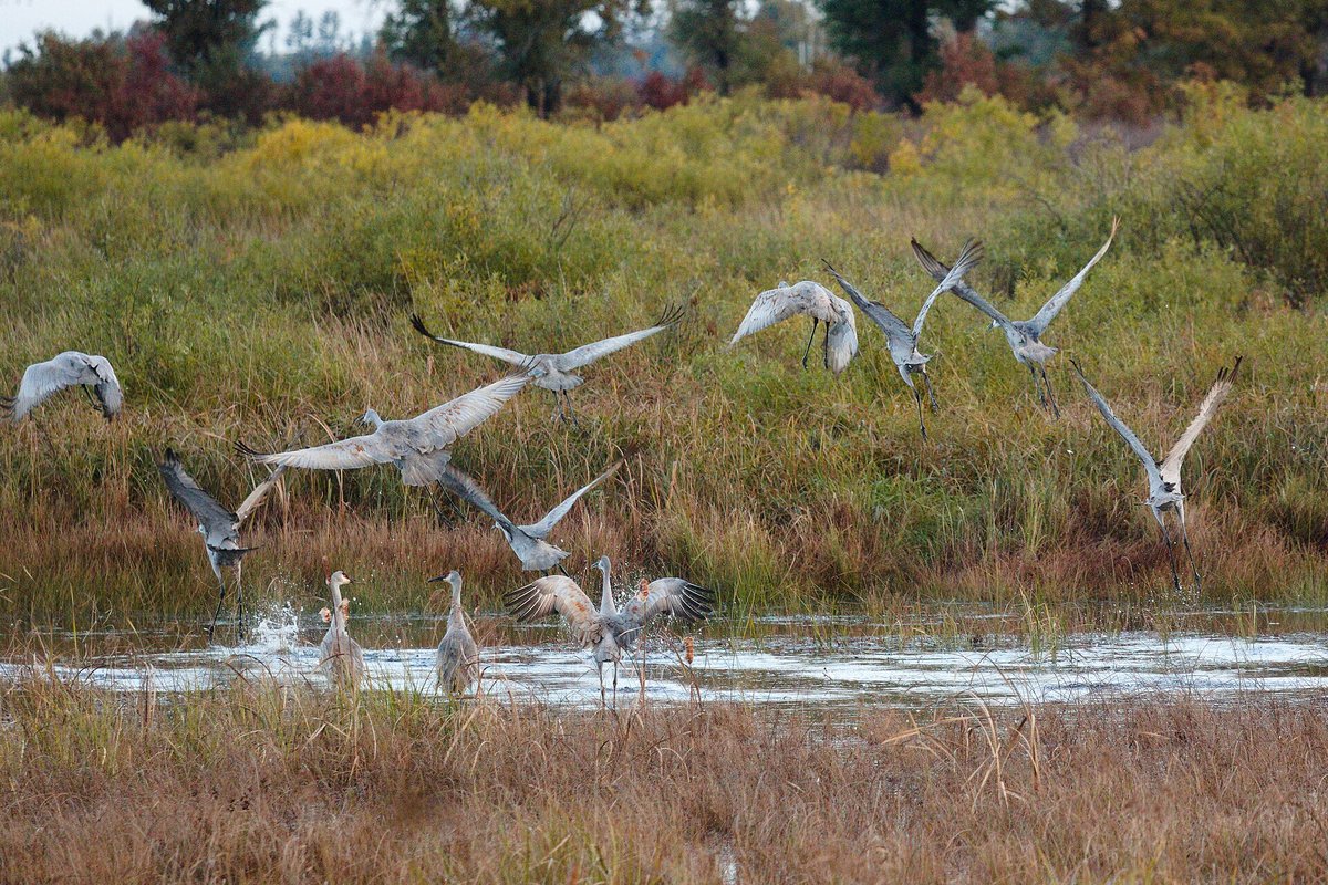 Crex Meadows Cranes