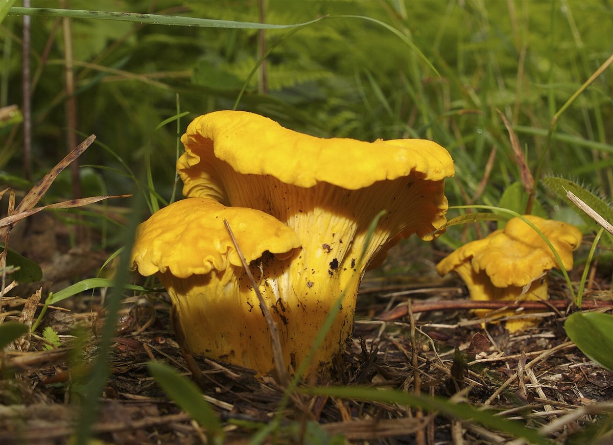 Chanterelle Season — Swedish Boreal Forest