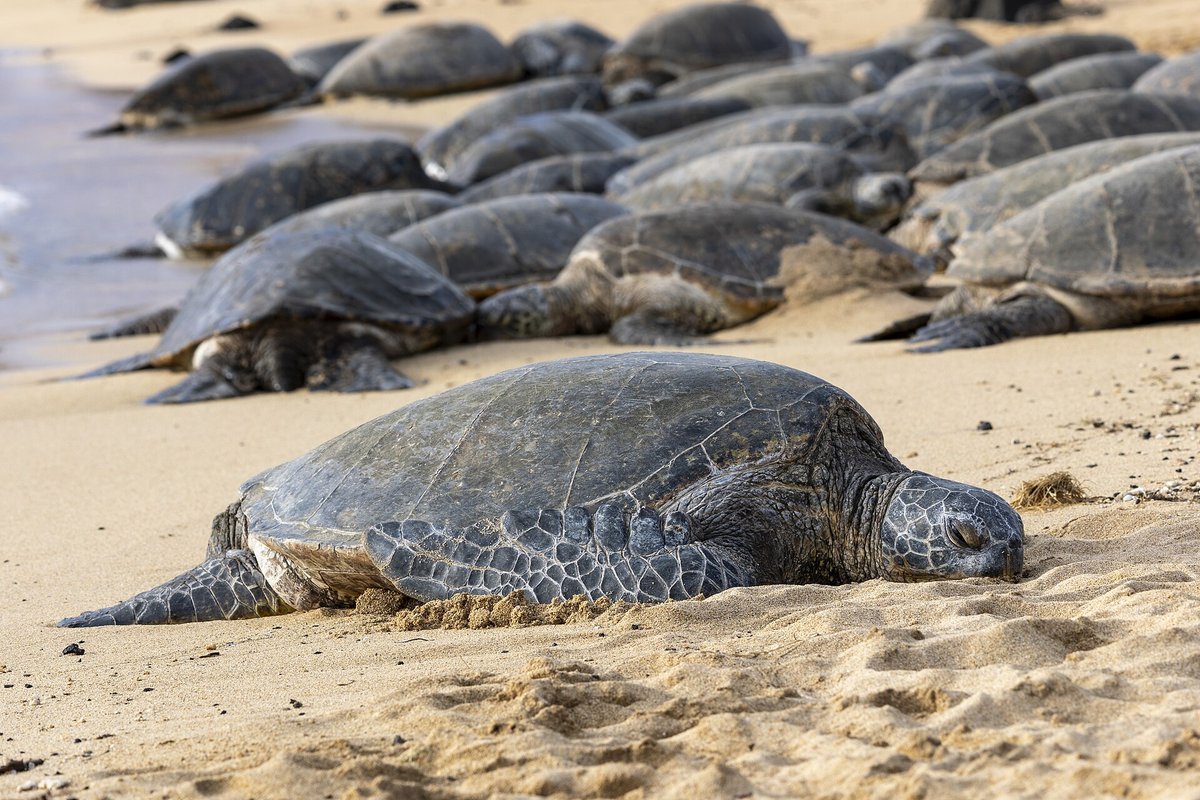 Green Turtle Arribada (Aves Island) — Hutchinson Island