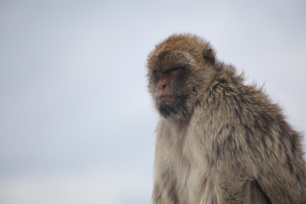 Barbary Macaque Colony — Gibraltar Rock