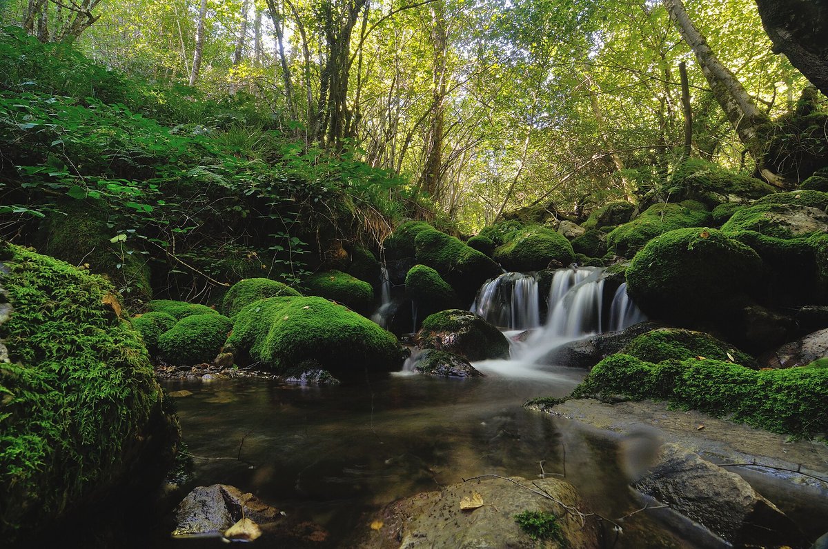 Bosque de Muniellos