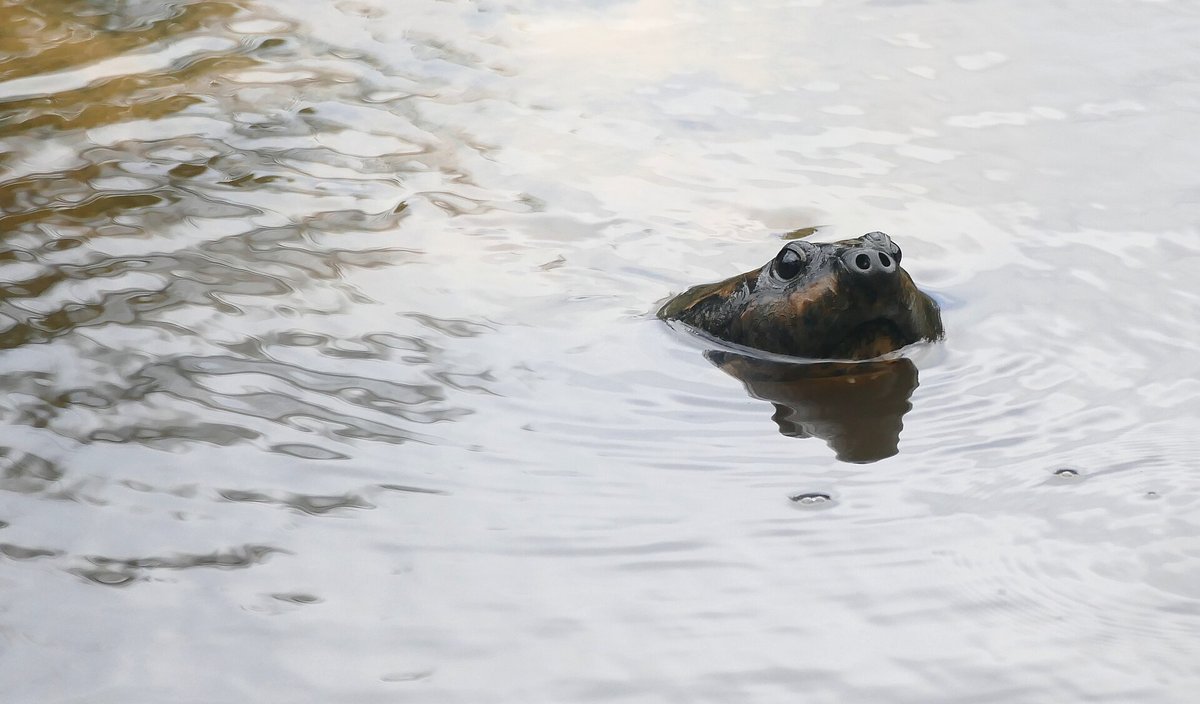Giant River Turtle Nesting — Orinoco Venezuela