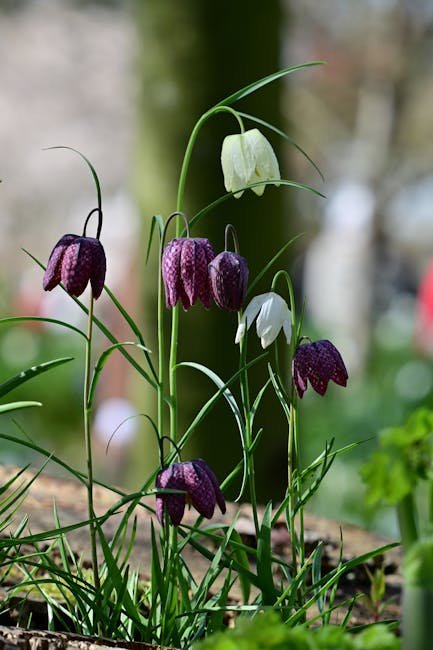 Schachblumen-Wiesen Werraaue Mihla