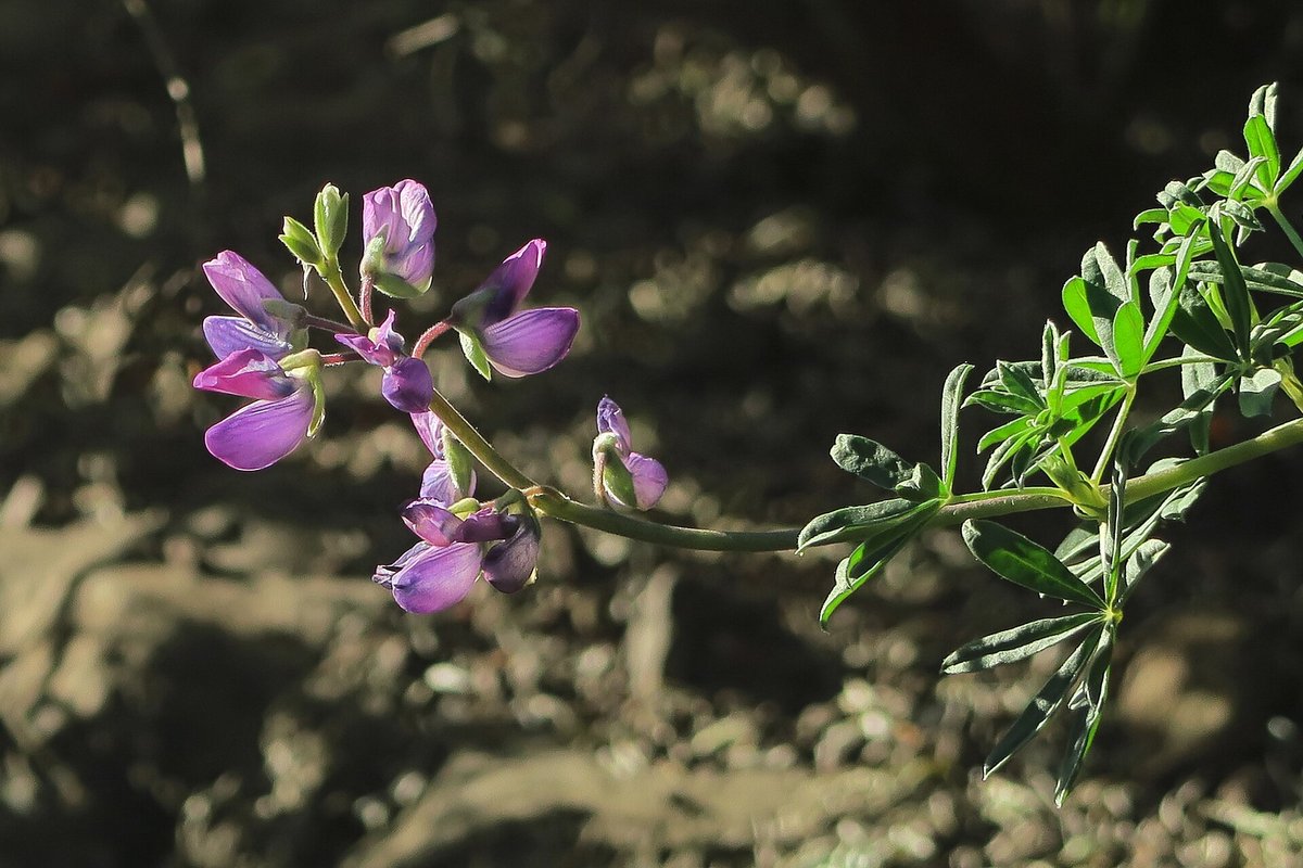 Lupine Season — Iceland Hekla