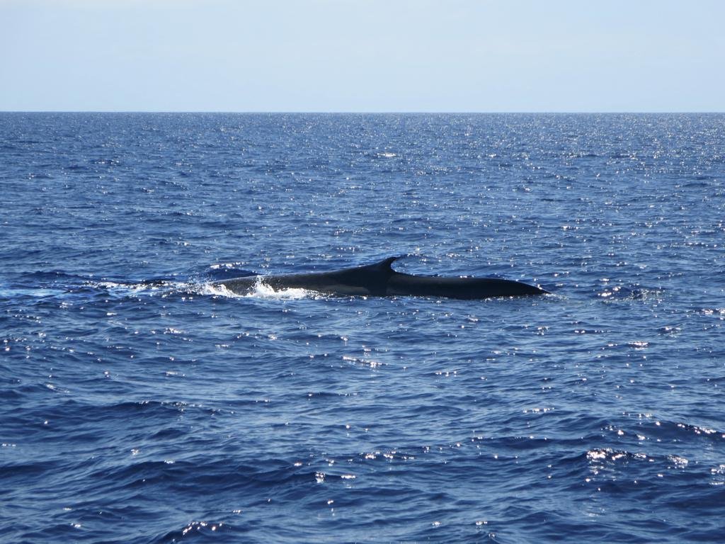 Whale Watching Azores Blue Whales — Portugal