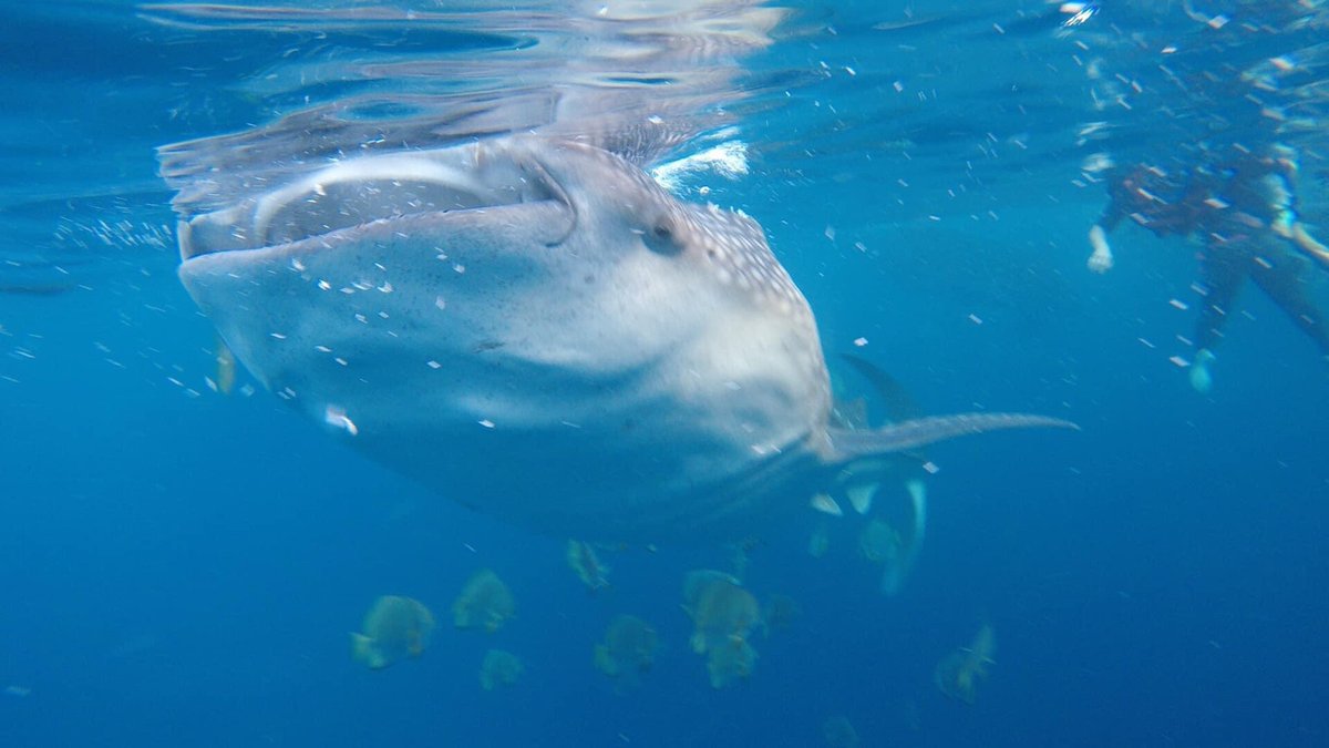 Whale Shark Feeding — Triton Bay Indonesia