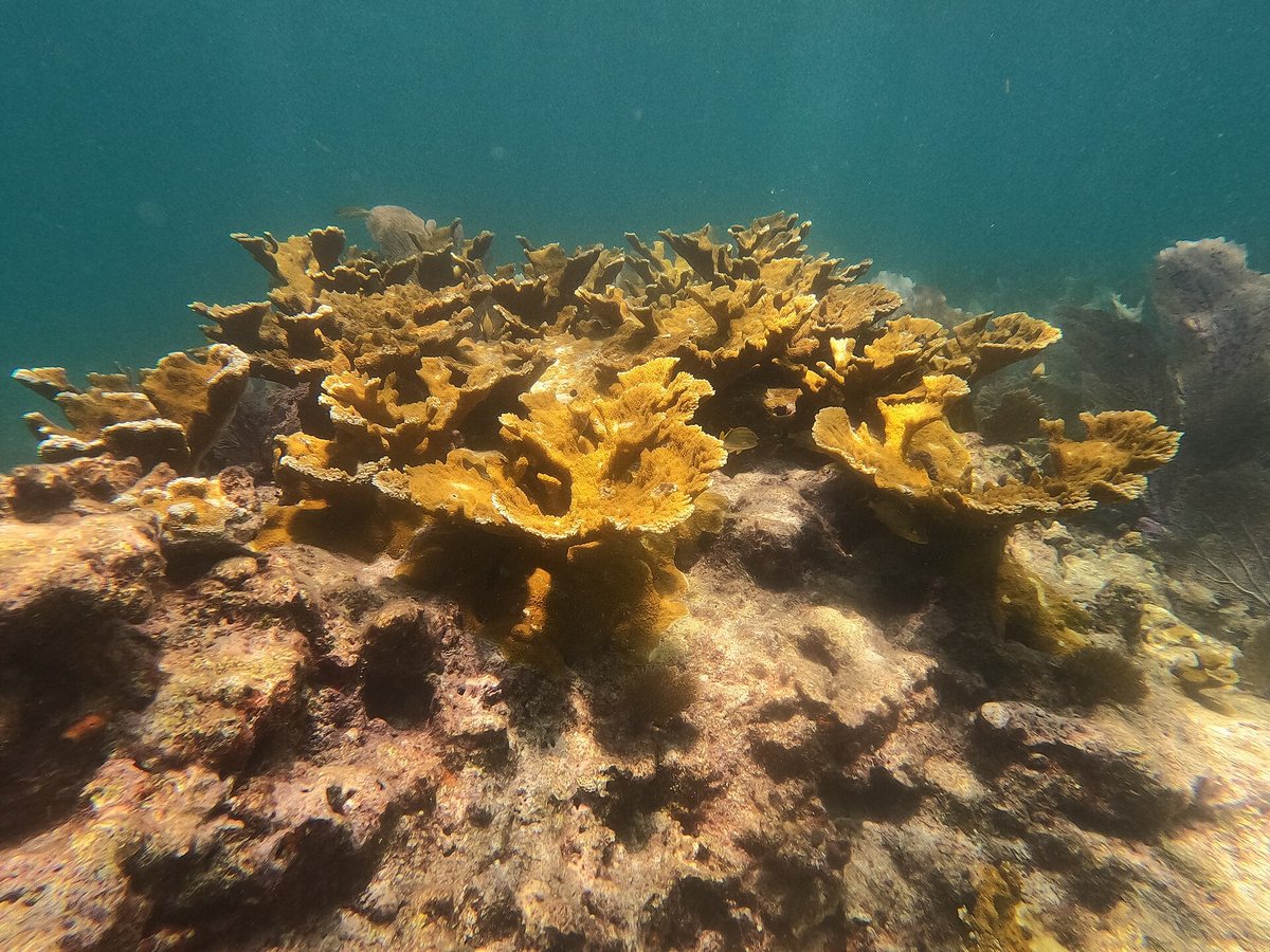 Pickles Reef — United States