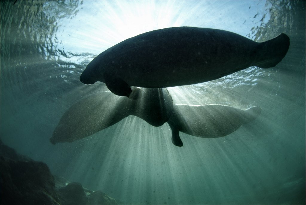 Crystal River Manatee Sanctuary