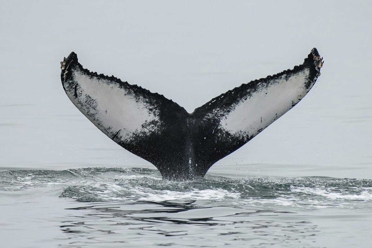 Humpback Whale Migration — Eastern Seaboard (NSW)