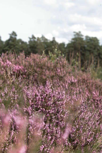 Heideblüte Totengrund