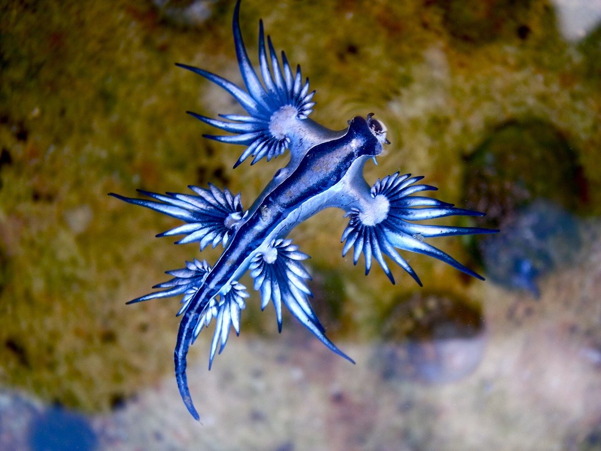 Blue Dragon Nudibranch Season — Tulamben Bali