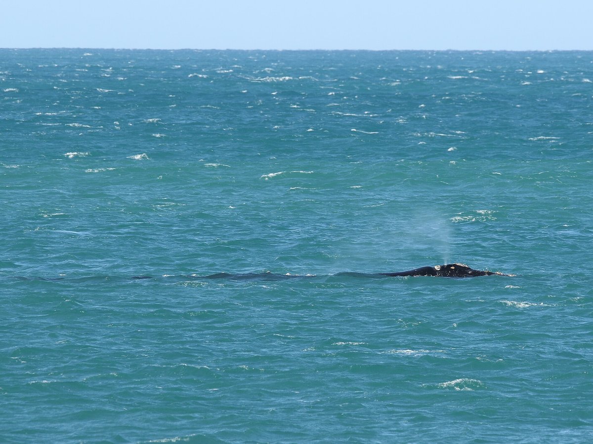 Southern Right Whale Nursery — Head of Bight South Australia