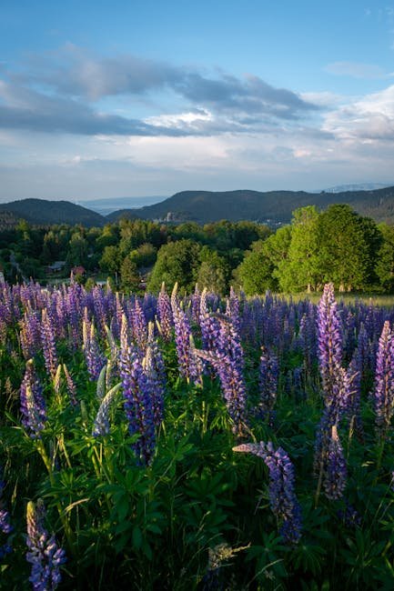 Lupinenblüte Lange Rhön