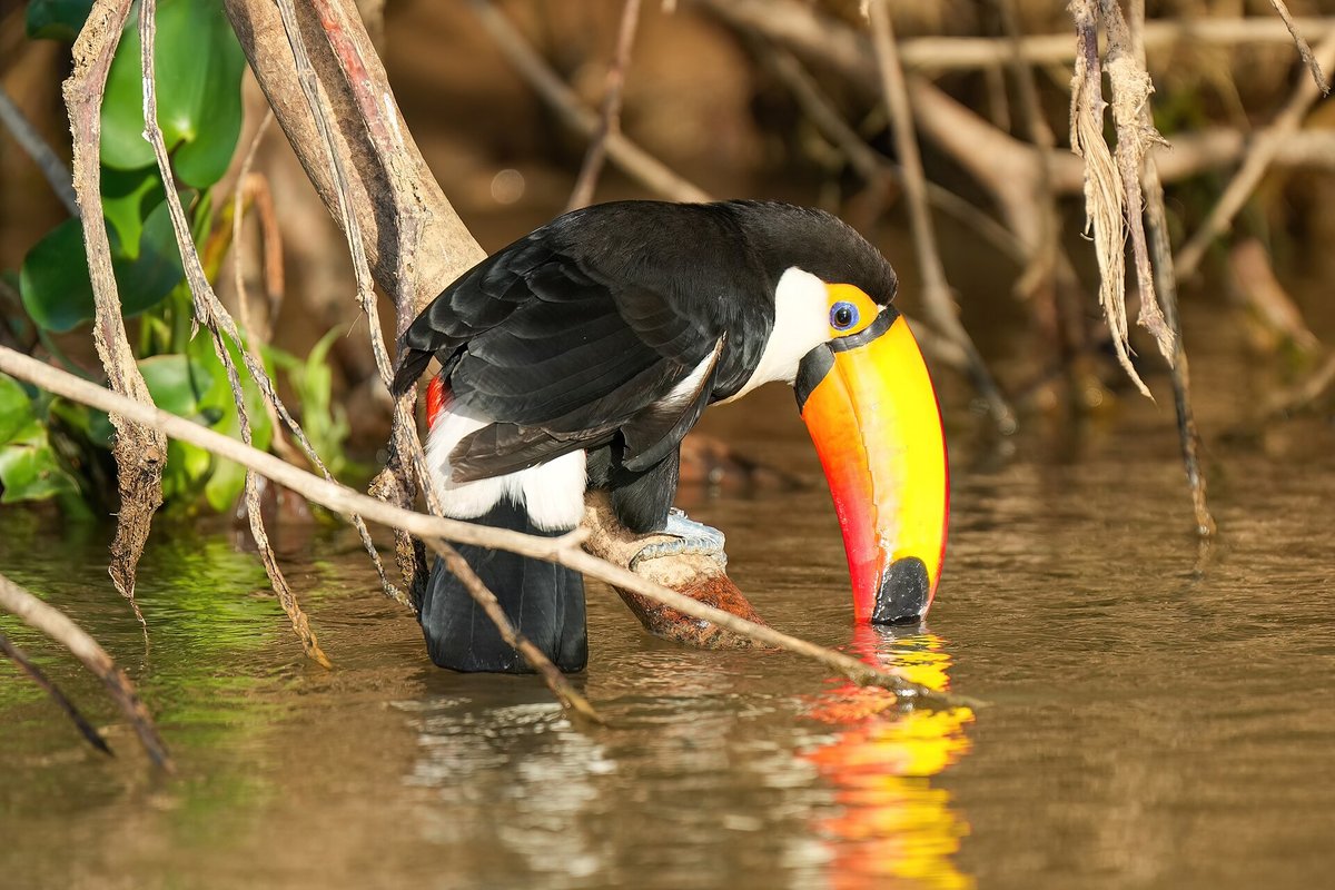 Toco Toucan Season — Iguaçu Brazil