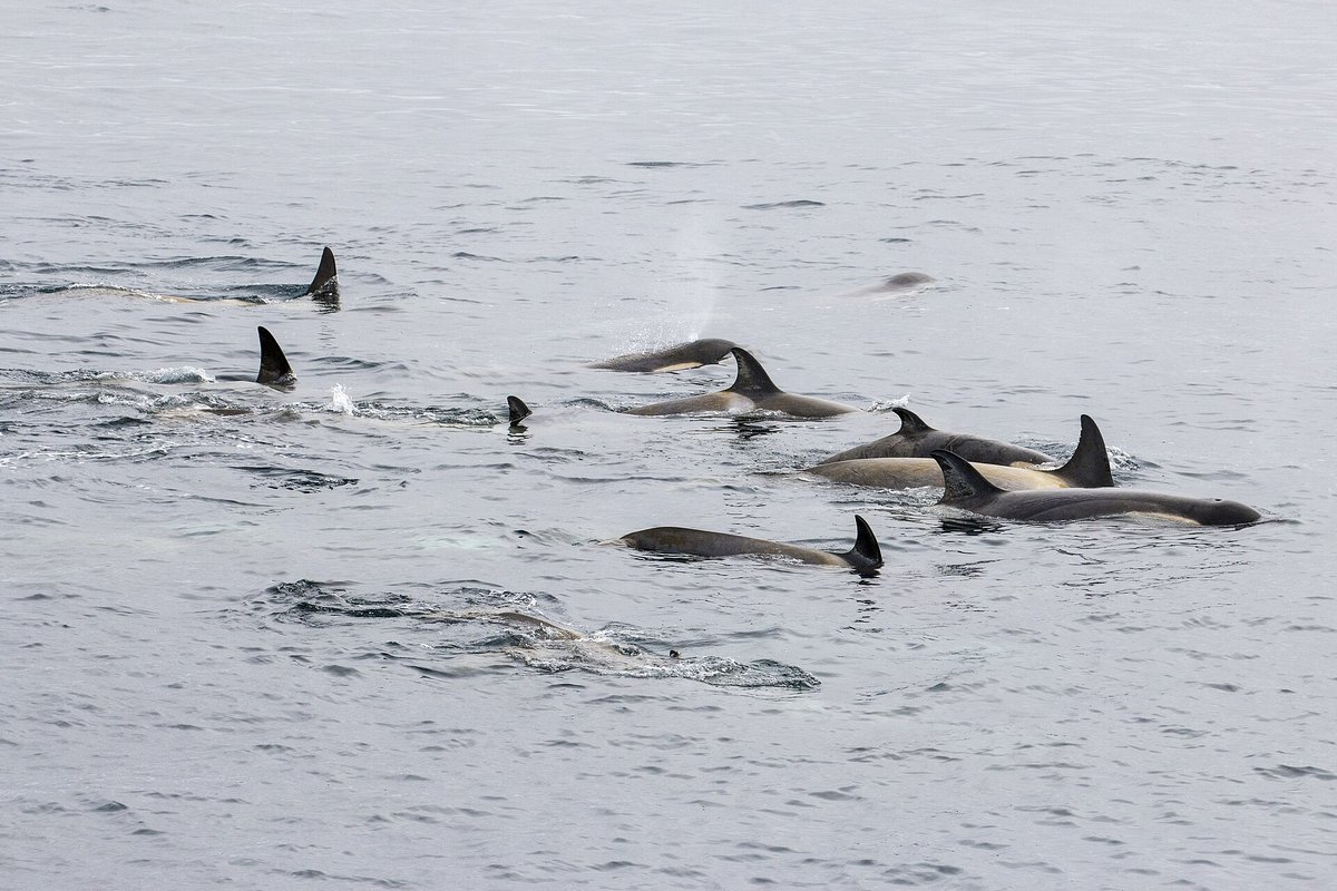 Orca Pod — Bremer Canyon Western Australia