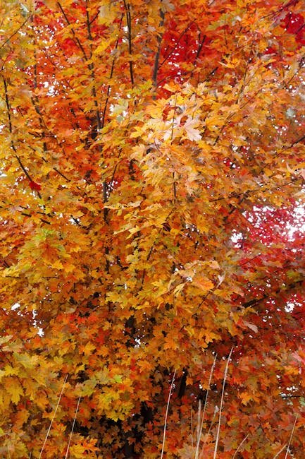 Lost Maples Bigtooth Maple
