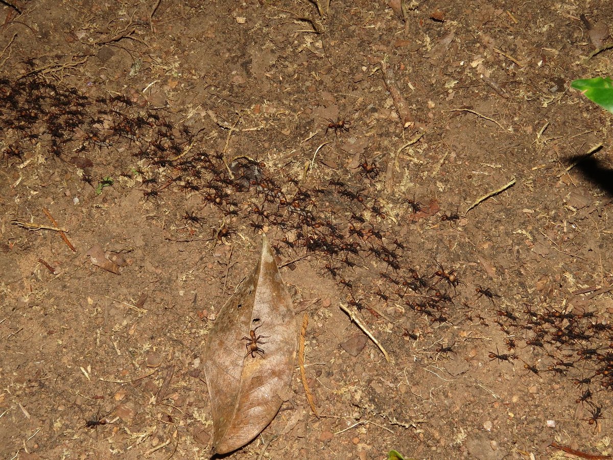 Army Ant Raid Column — Corcovado Costa Rica