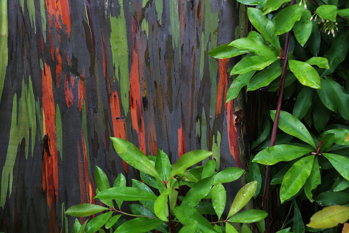 Rainbow Eucalyptus Bark — Mindanao Philippines