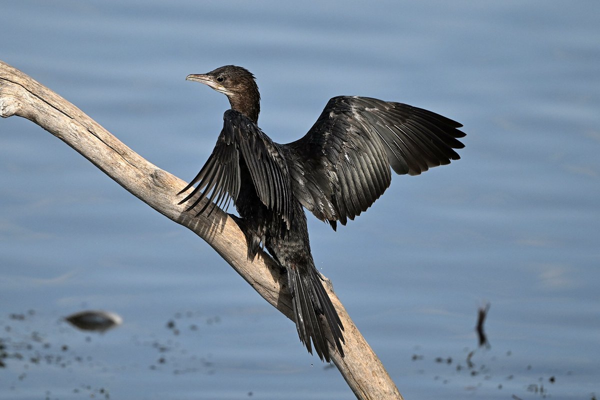 Pygmy Cormorant Colony — Danube Delta Romania