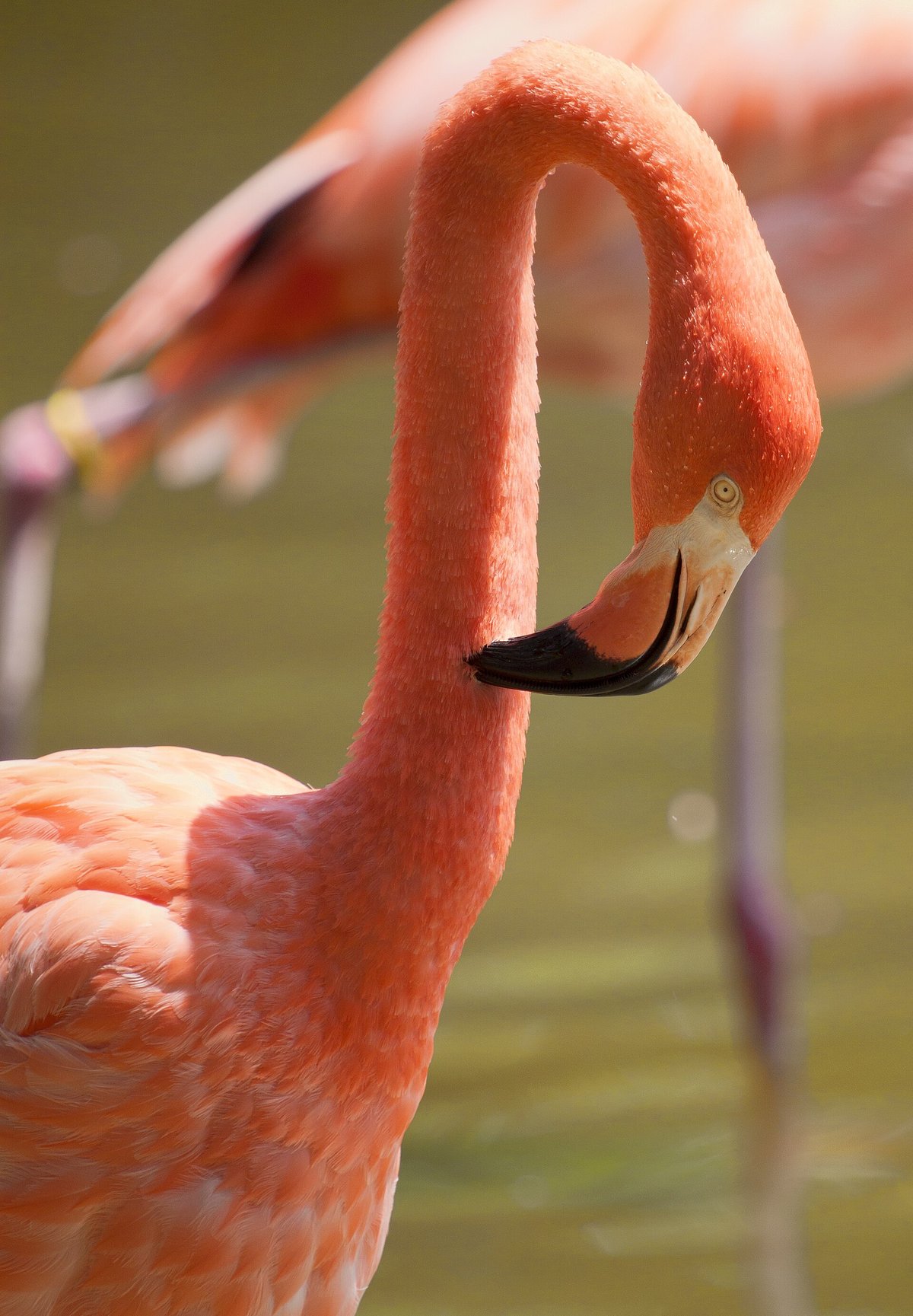 Flamingo & Wader Spectacle — Fuente de Piedra Spain