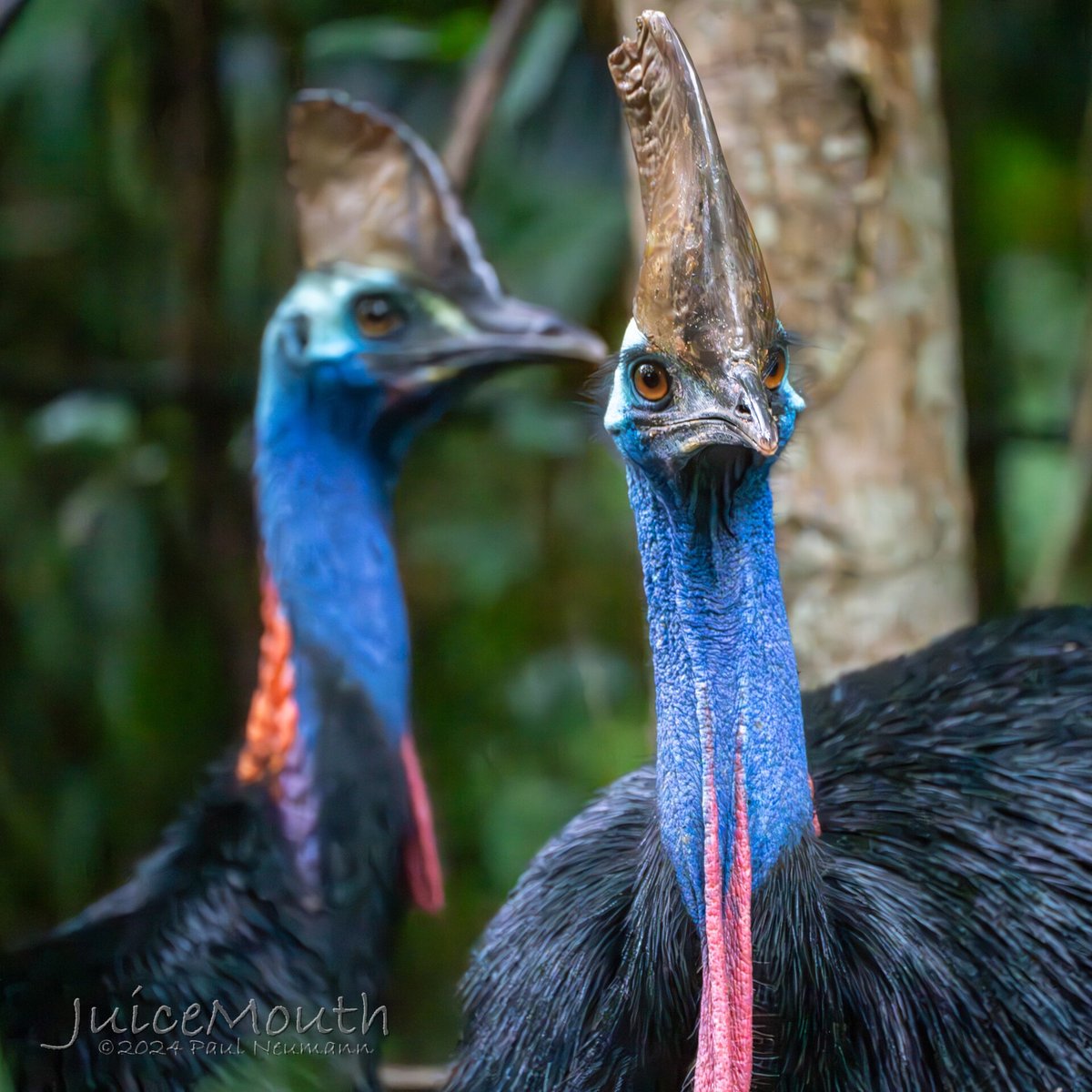 Southern Cassowary Track — Cape Tribulation Australia