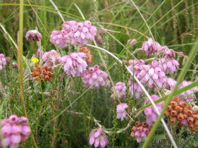 Pink Heather Moor — Peak District