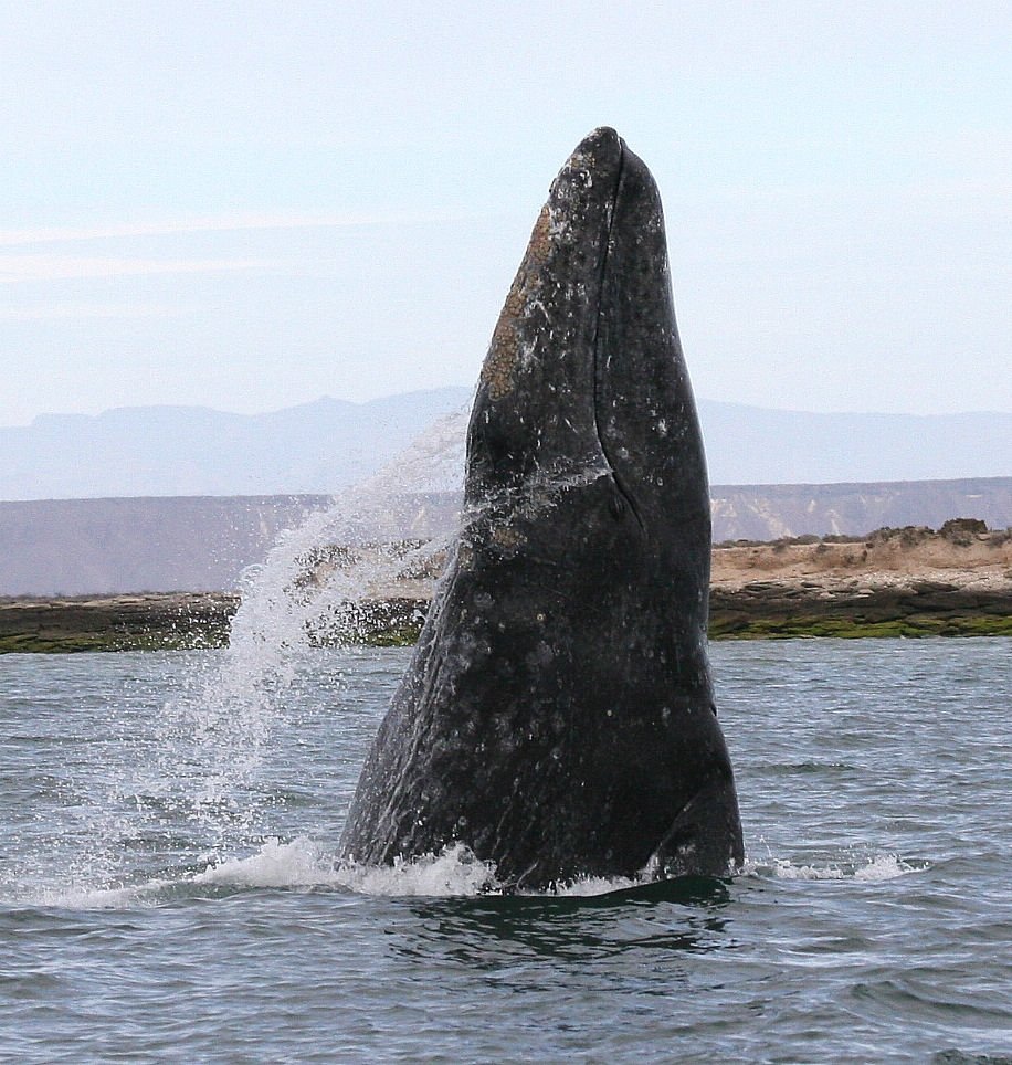 Gray Whale Lagoon — Baja California Mexico