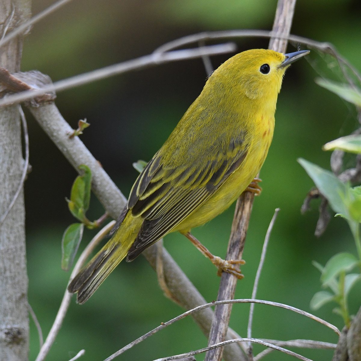 Magee Marsh Warbler Migration