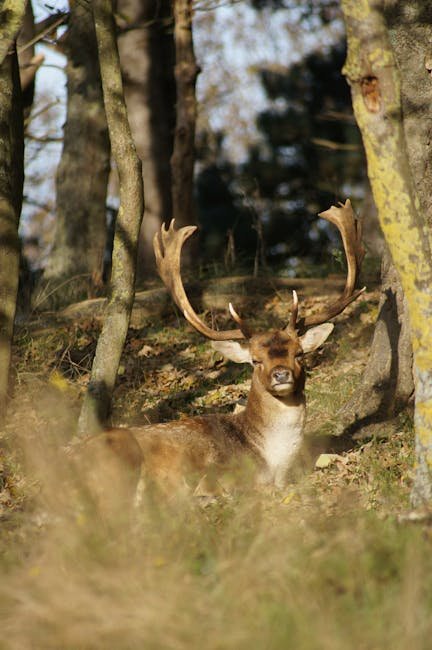 Damwild-Brunft Letzlinger Heide