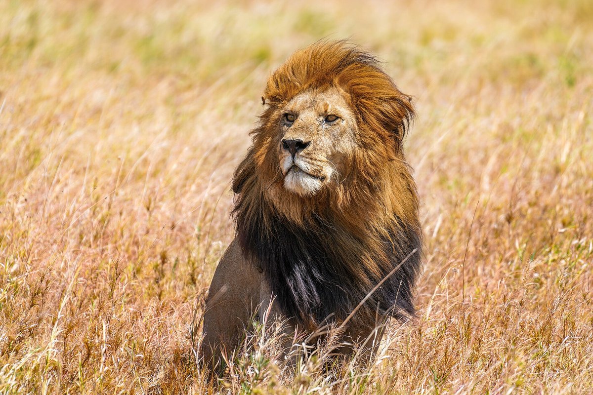Lion Pride Territory — Masai Mara Kenya