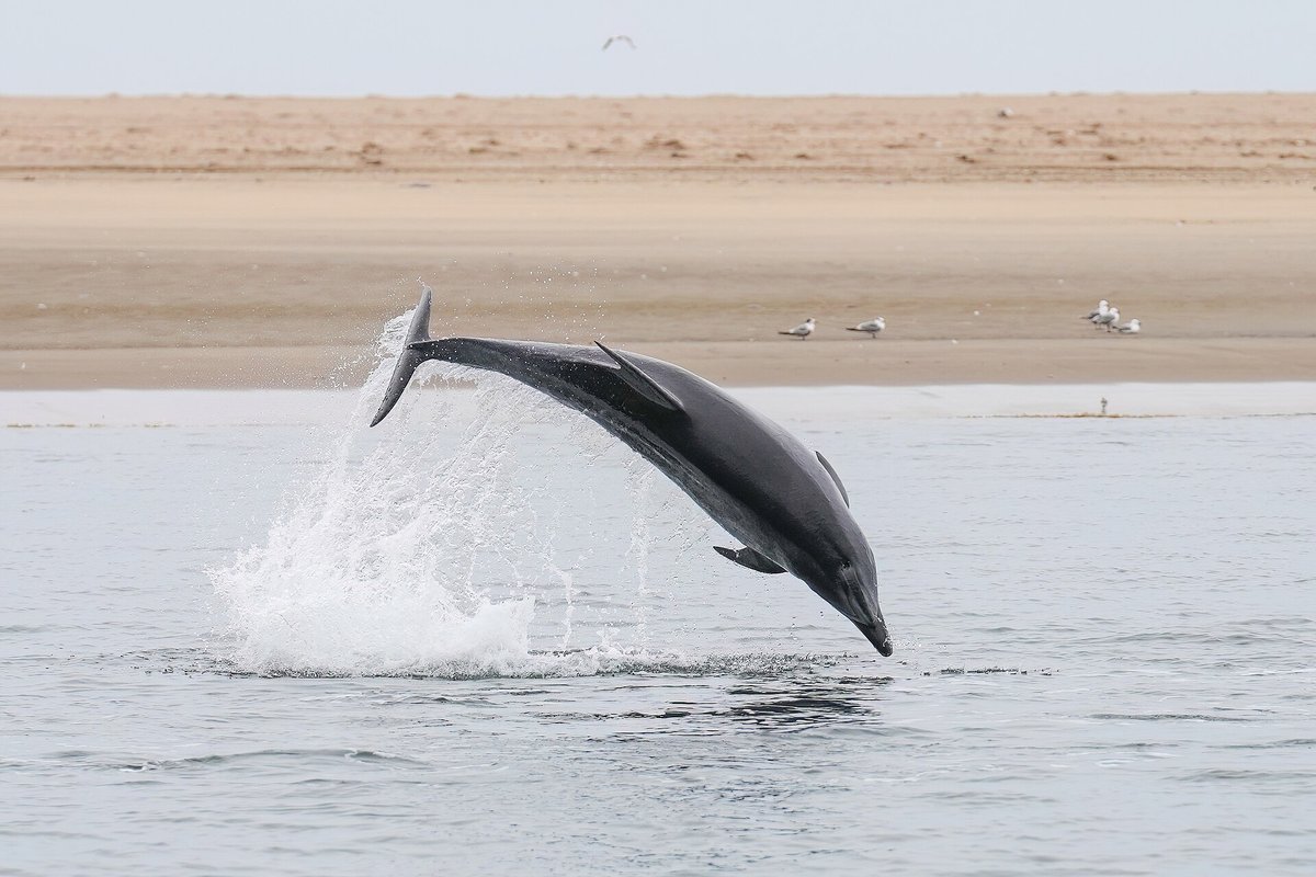 Bottlenose Dolphin Bow Riding — Bay of Biscay Spain