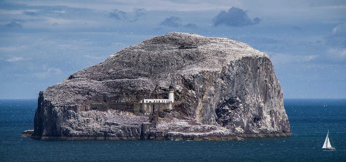 Gannet Colony Bass Rock — East Lothian Scotland