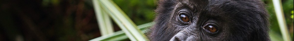 Gorilla Trekking — Mgahinga Uganda