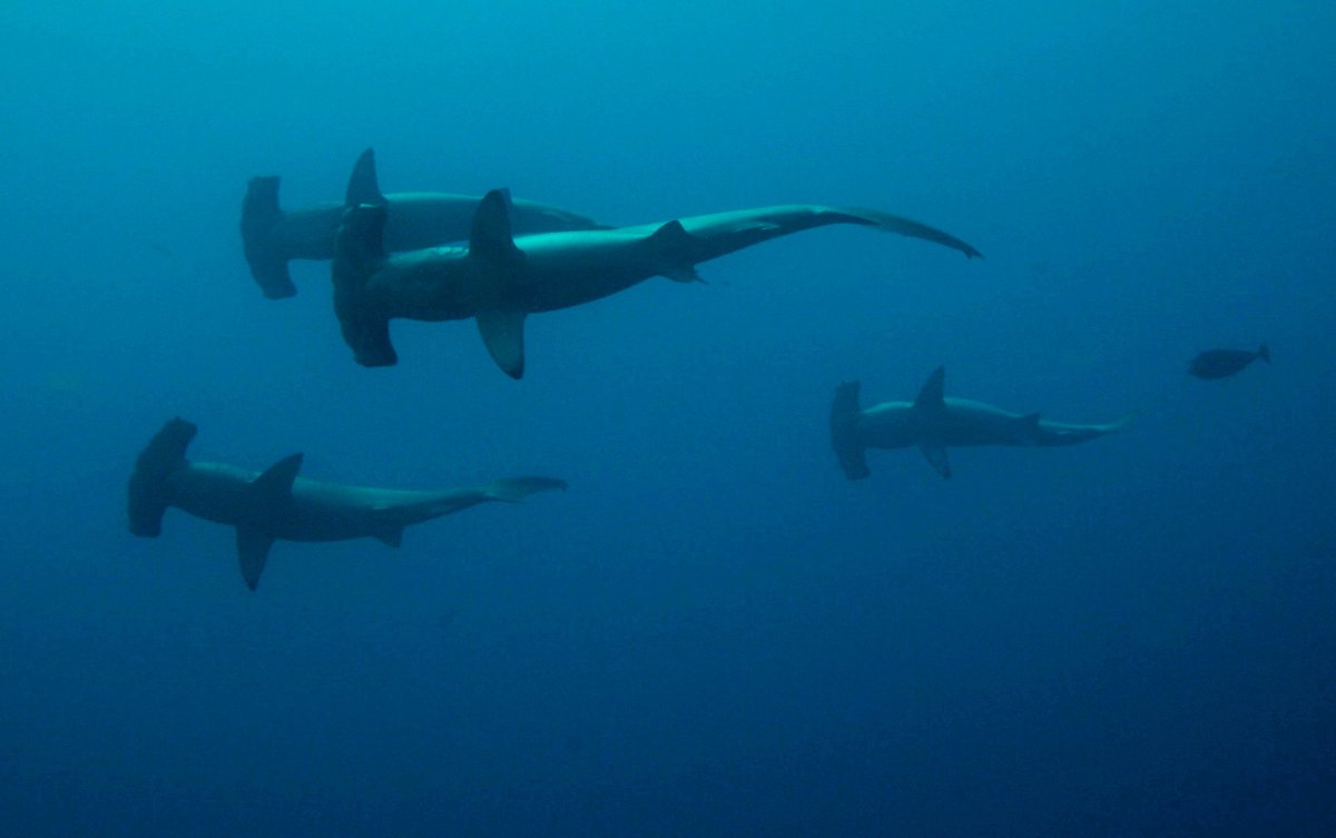 Hammerhead Schooling — Galápagos Wolf Island