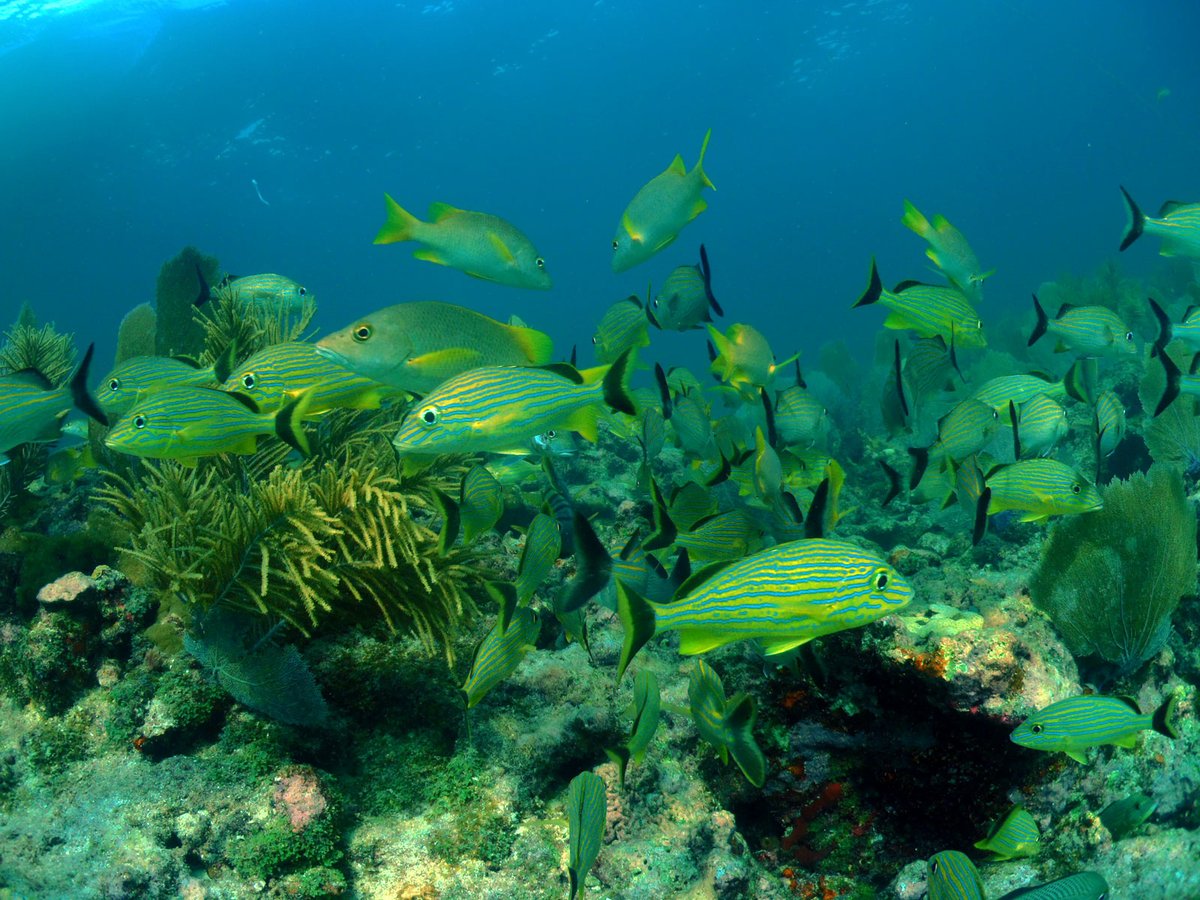 Conch Reef — United States