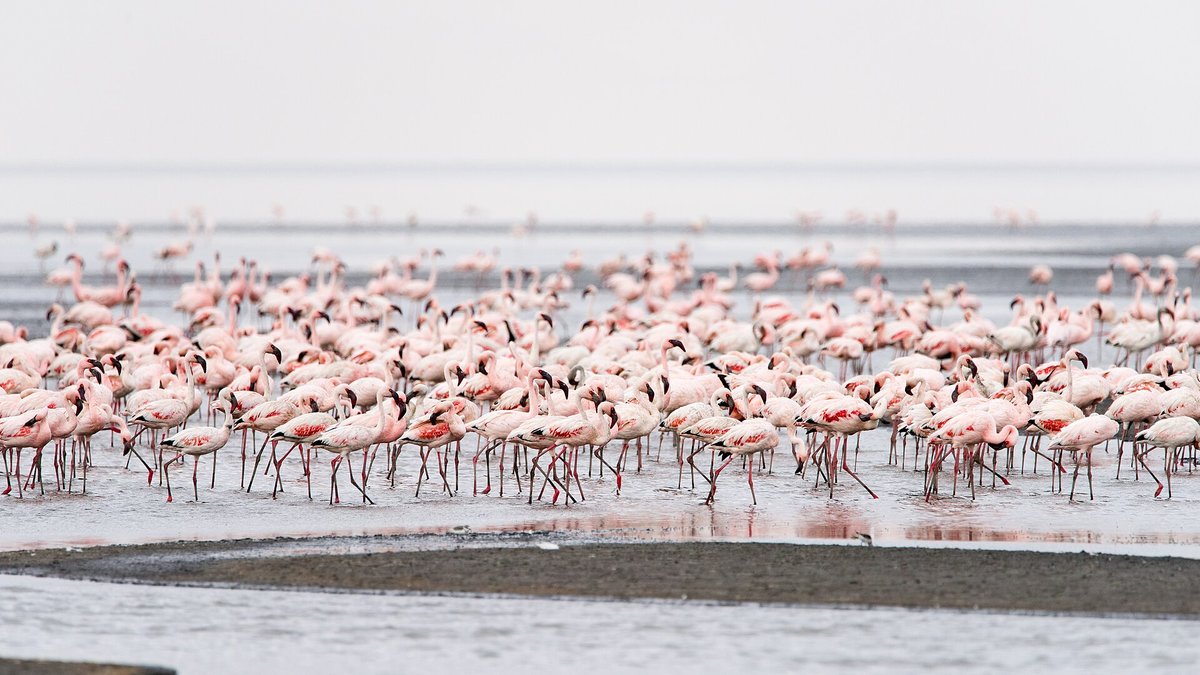 Flamingo Nesting Season Lake Natron — Tanzania