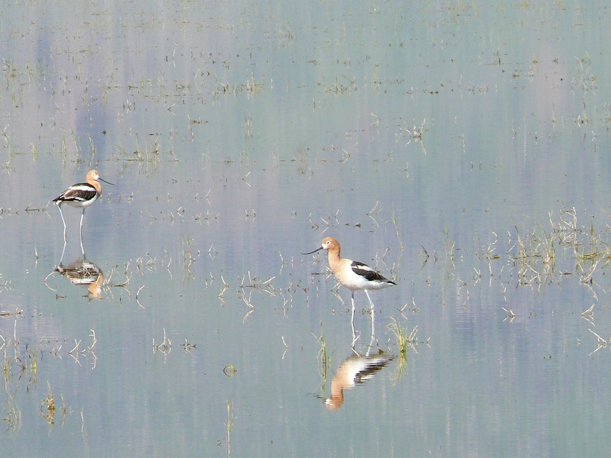 Avocet Breeding Colony — RSPB Minsmere