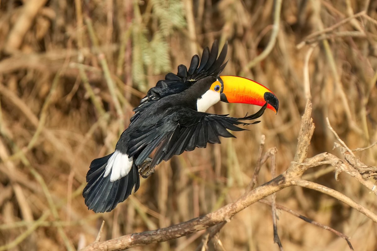 Toco Toucan Canopy — Iguaçu Brazil