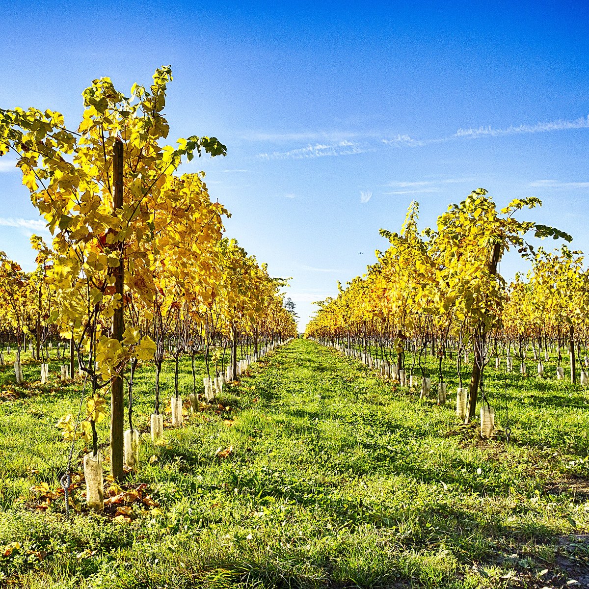 Vineyard autumn — La Rioja Alta
